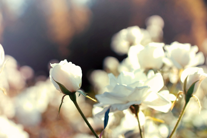 シュネービッチェンの白い薔薇